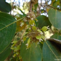 Holoptelea integrifolia (Roxb.) Planch.